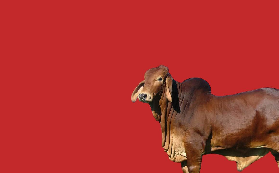 promo-banner-image